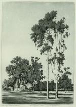 Eucalyptus Trees, Santa Barbara